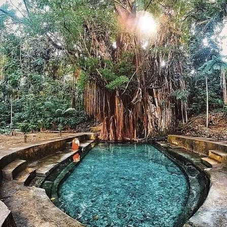 Enchanted Balete Tree